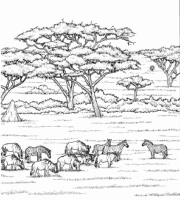 A coloring page of nature in africa